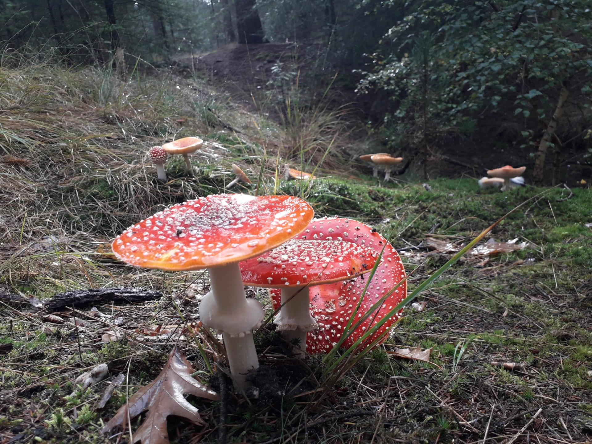 Vliegenzwammen helling Nederheide